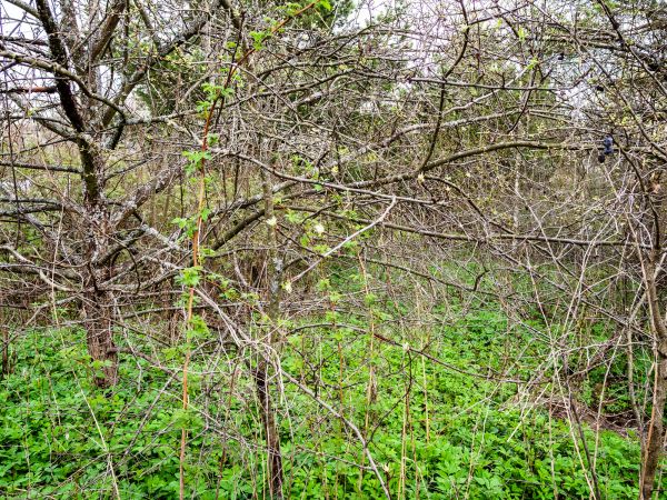 Underbrush Clearing in Bettendorf