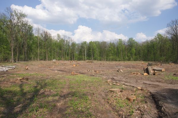 Pasture Clearing in Bettendorf