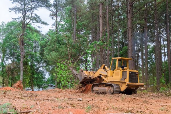 Forest Thinning in Bettendorf