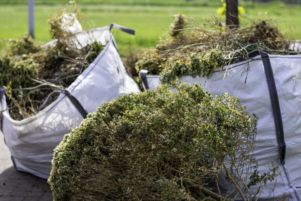 Bushes Clearing in Bettendorf