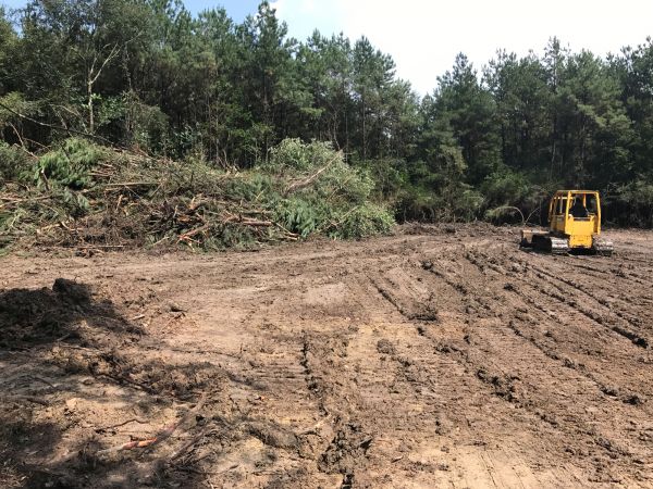 Thicket Clearing in Bettendorf